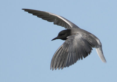 Black Tern - Chlidonias niger (Zwarte Stern)