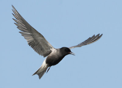 Black Tern - Chlidonias niger (Zwarte Stern)