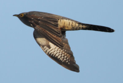 Eurasian Cuckoo - Cuculus canorus (Koekoek)