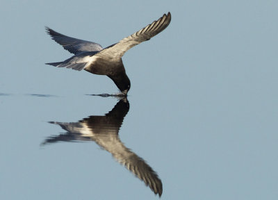 Black Tern - Chlidonias niger (Zwarte Stern)