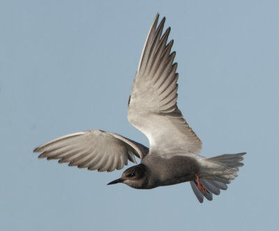 Black Tern - Chlidonias niger (Zwarte Stern)