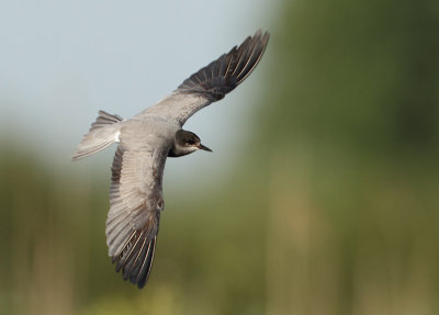 Black Tern - Chlidonias niger (Zwarte Stern)