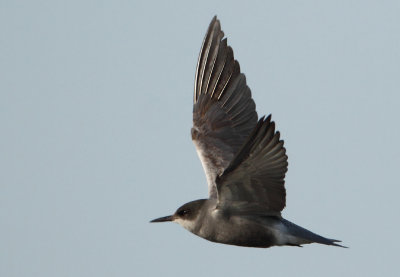 Black Tern - Chlidonias niger (Zwarte Stern)