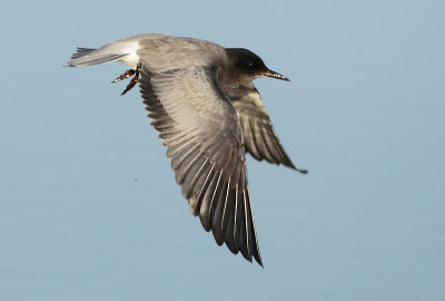 Black Tern - Chlidonias niger (Zwarte Stern)
