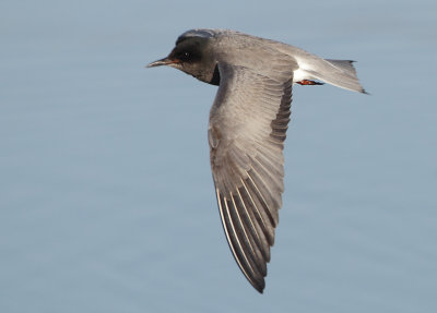 Black Tern - Chlidonias niger (Zwarte Stern)