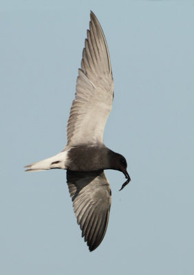 Black Tern - Chlidonias niger (Zwarte Stern)