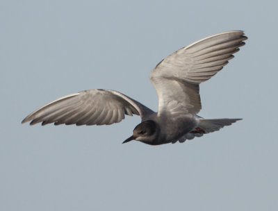 Black Tern - Chlidonias niger (Zwarte Stern)