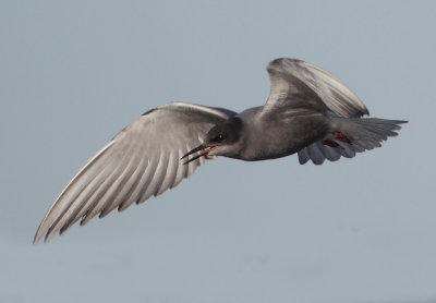 Black Tern - Chlidonias niger (Zwarte Stern)