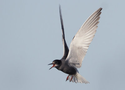 Black Tern - Chlidonias niger (Zwarte Stern)