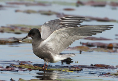 Black Tern - Chlidonias niger (Zwarte Stern)