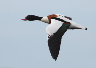 Common Shelduck - Tadorna tadorna (Bergeend)
