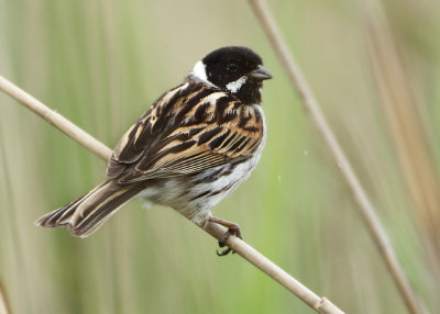 Reed Bunting - Emberiza schoeniclus (Rietgors)