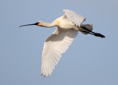 Eurasian Spoonbill - Platalea leucorodia (Lepelaar)