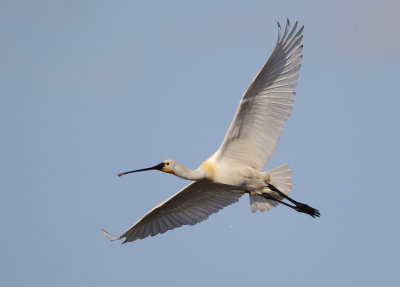 Eurasian Spoonbill - Platalea leucorodia (Lepelaar)