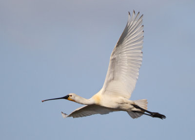 Eurasian Spoonbill - Platalea leucorodia (Lepelaar)