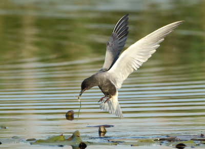 Black Tern - Chlidonias niger (Zwarte Stern)