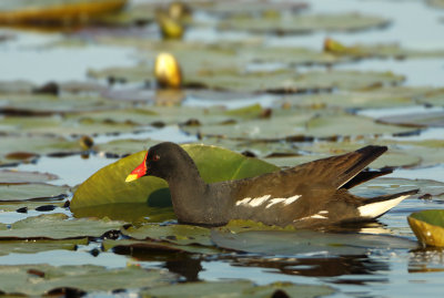 Common Moorhen - Gallinula chloropus (Waterhoen)