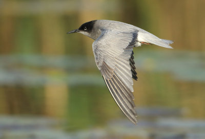 Black Tern - Chlidonias niger (Zwarte Stern)
