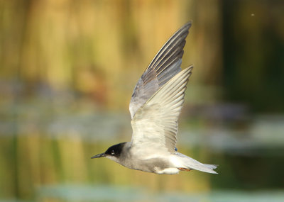 Black Tern - Chlidonias niger (Zwarte Stern)