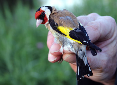 European Goldfinch - Carduelis carduelis (Putter)