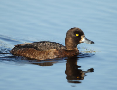 Tufted Duck - Aythya fuligula (Kuifeend)