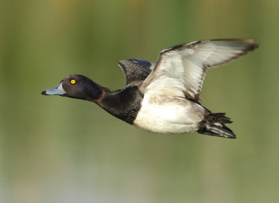 Tufted Duck - Aythya fuligula (Kuifeend)