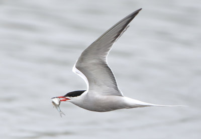 Common Tern - Sterna hirundo (Visdief)