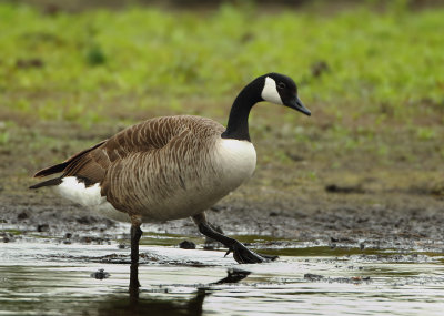 Canada Goose - Branta canadensis (Grote Canadese Gans)