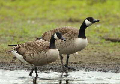 Canada Goose - Branta canadensis (Grote Canadese Gans)
