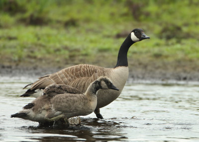 Canada Goose - Branta canadensis (Grote Canadese Gans)