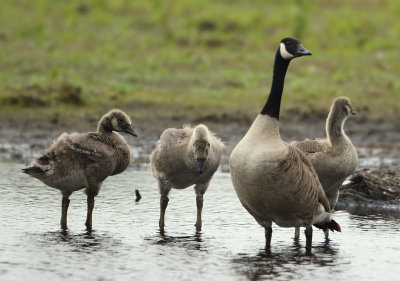 Canada Goose - Branta canadensis (Grote Canadese Gans)