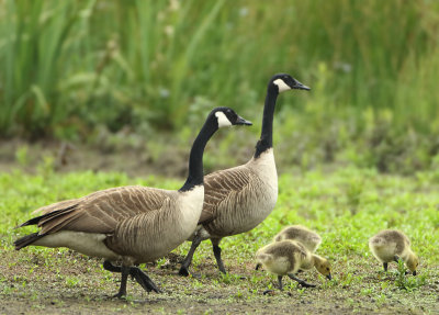 Canada Goose - Branta canadensis (Grote Canadese Gans)