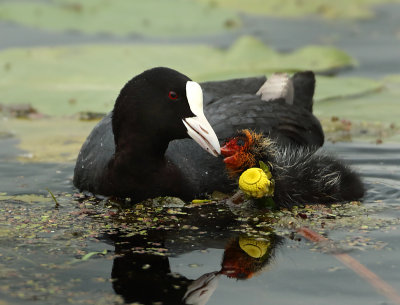 Eurasian Coot - Fulica atra (Meerkoet)