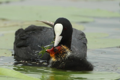 Eurasian Coot - Fulica atra (Meerkoet)