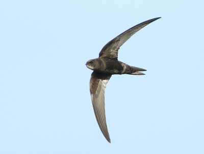 Common Swift - Apus apus (Gierzwaluw)