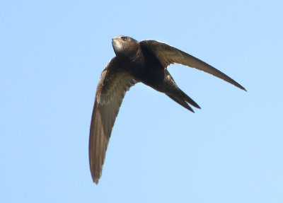 Common Swift - Apus apus (Gierzwaluw)