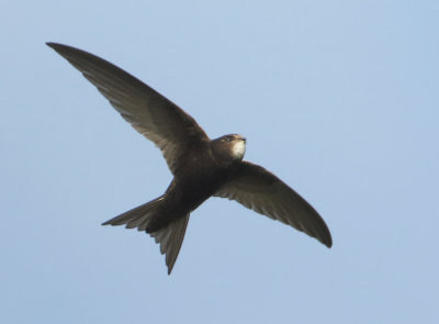 Common Swift - Apus apus (Gierzwaluw)