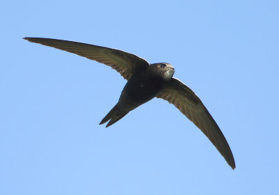 Common Swift - Apus apus (Gierzwaluw)
