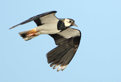 Northern Lapwing - Vanellus vanellus (Kievit)
