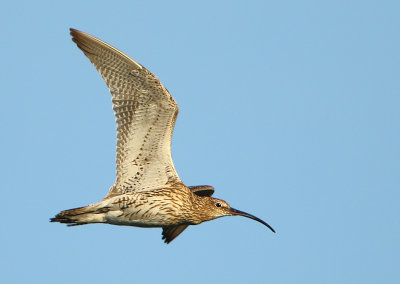MAP: Eurasian Curlew - Numenius arquatus (Wulp)