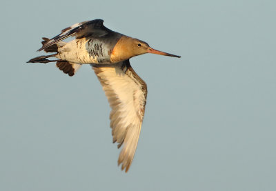 Black-tailed Godwit - Limosa limosa (Grutto)
