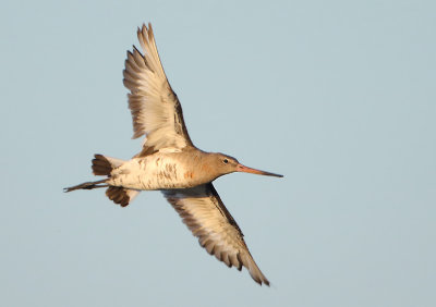 Black-tailed Godwit - Limosa limosa (Grutto)