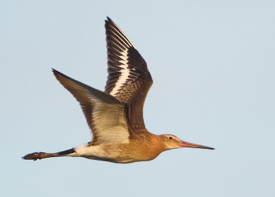 Black-tailed Godwit - Limosa limosa (Grutto)