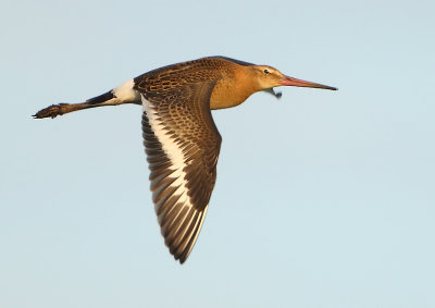 Black-tailed Godwit - Limosa limosa (Grutto)