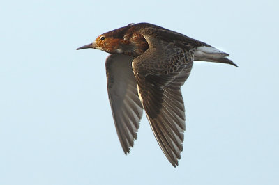 Ruff - Philomachus pugnax (Kemphaan)