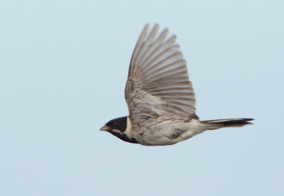 Reed Bunting - Emberiza schoeniclus (Rietgors)