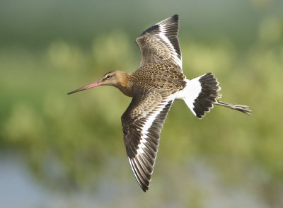 Black-tailed Godwit - Limosa limosa (Grutto)