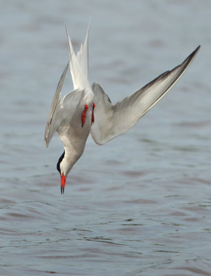 Common Tern - Sterna hirundo (Visdief)