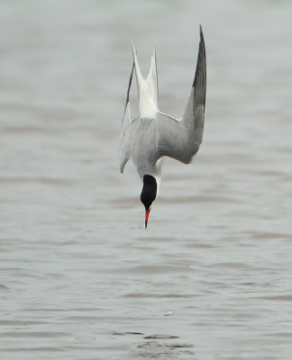Common Tern - Sterna hirundo (Visdief)