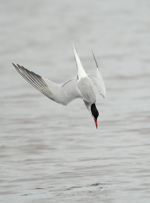 Common Tern - Sterna hirundo (Visdief)